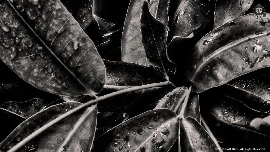 Black and White Fine Art Photography Image of Dew on Leaves