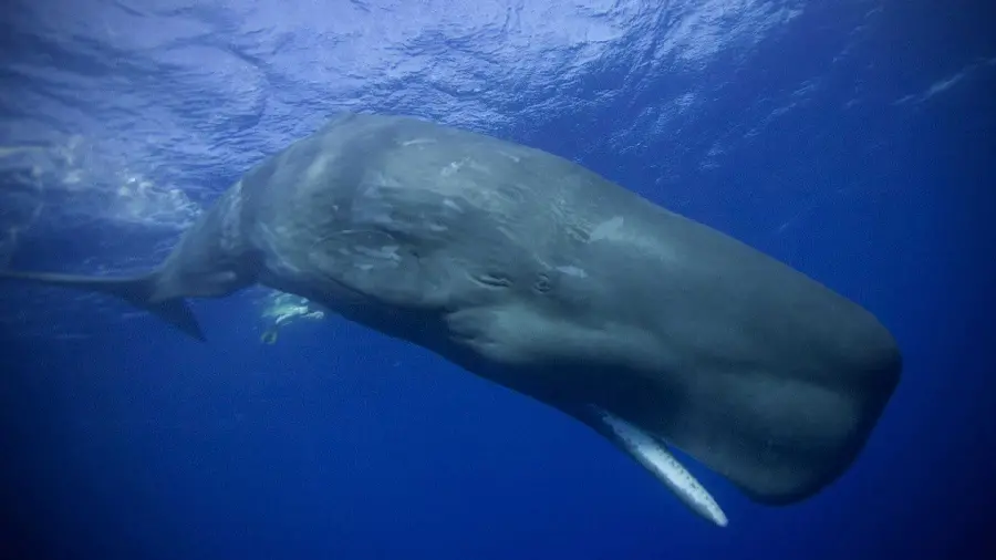Photo of a large and gigantic sperm whale in the depths of the oceans warm and temperate waters 