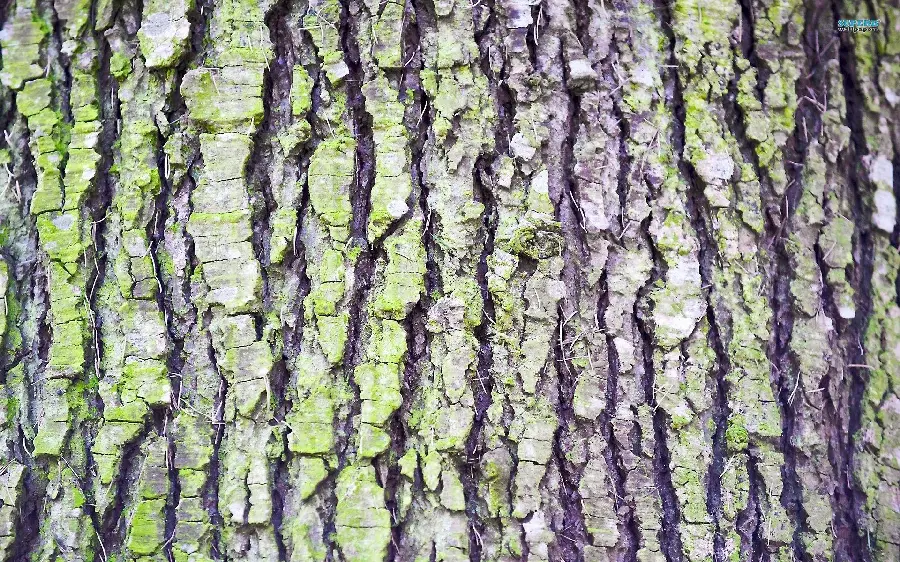 The most amazing hot image of cyberspace with tree bark design 