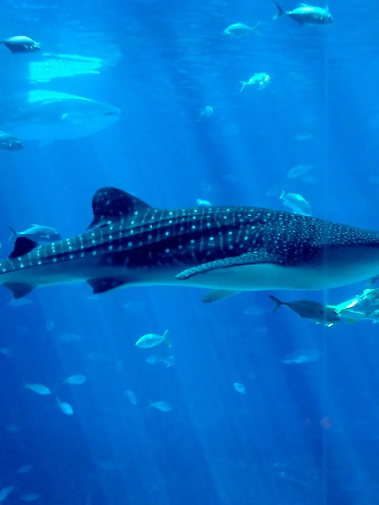 Baby and young whale sharks with 4K quality for advertising and research project covers