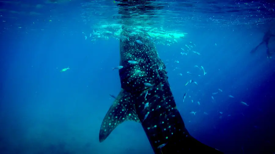 The tallest whale shark in the world with 4k quality