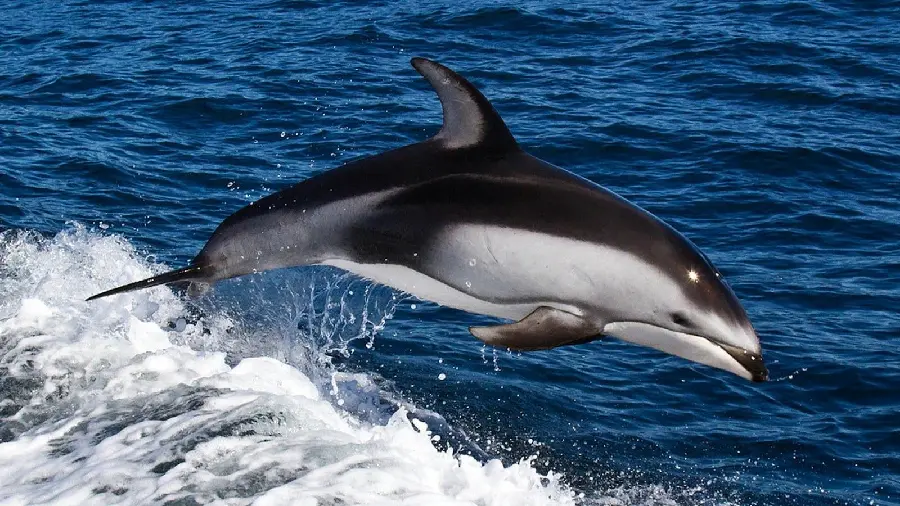 High Resolution Wallpaper of Dolphin Jumping in the Ocean