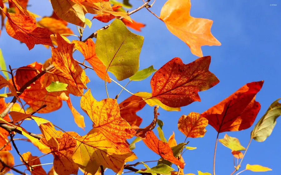 Wallpaper of autumn leaves with a blue sky background 