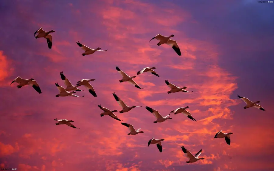 Dreamy bird flight image for poster and painting printing