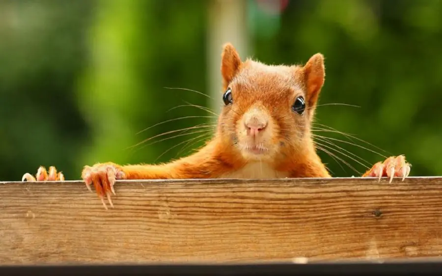 Free image download Red Squirrel in Blurred Background