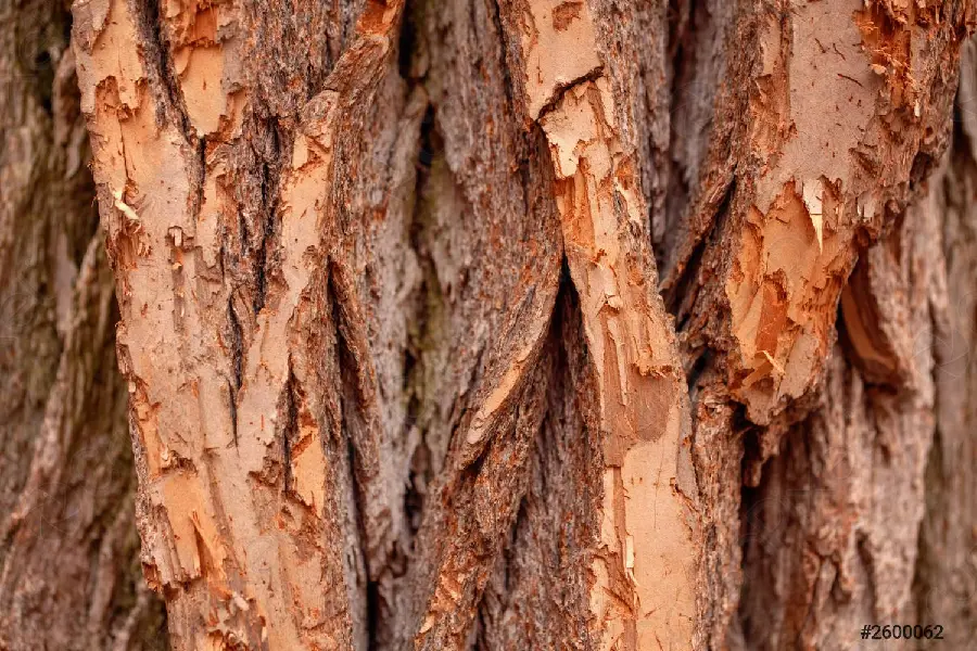 Interesting and spectacular photo of orange tree bark with different and surprising designs 