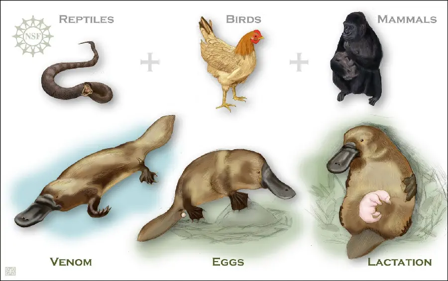 Background photo for research on platypus and other animals