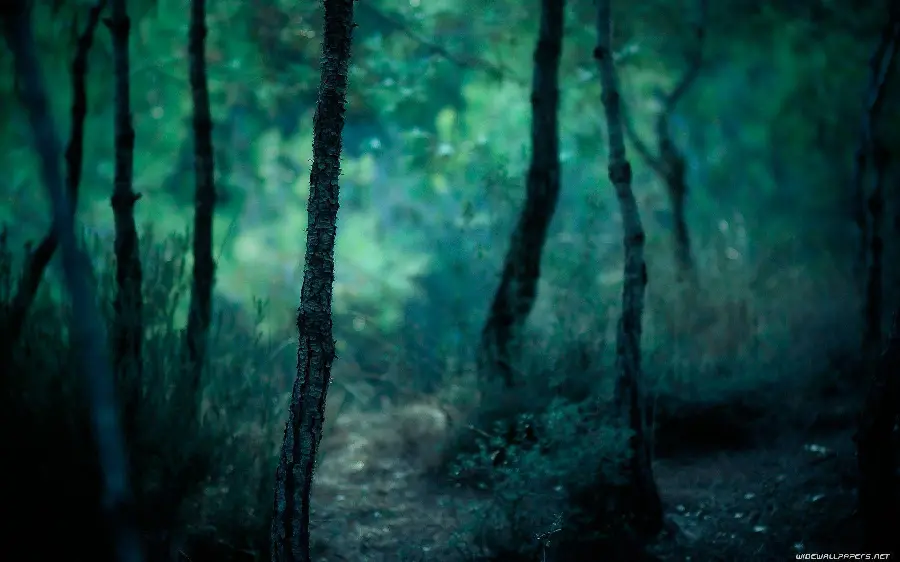 Download a very beautiful and spectacular image of trees with excellent quality