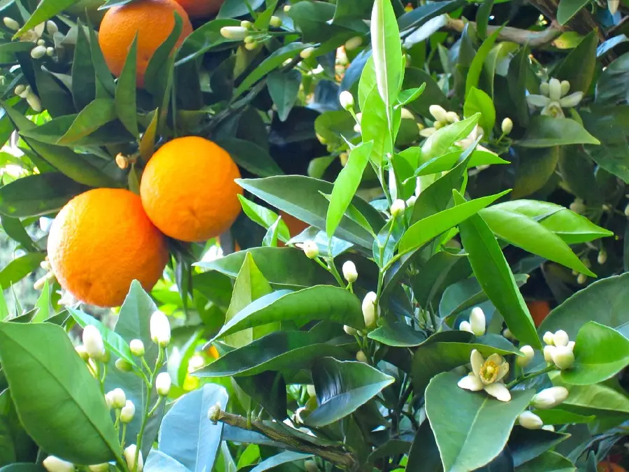 Tangerine