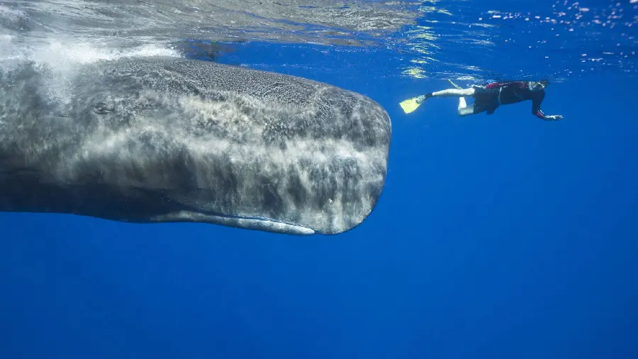Photo of a young sperm whale on the shores of open waters