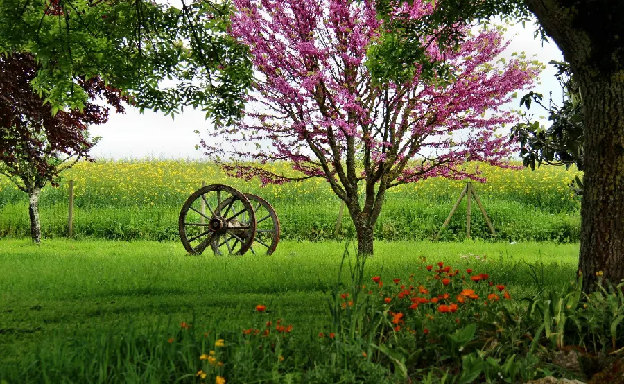 A picture of a natural attraction with a spring view and pink blossoms