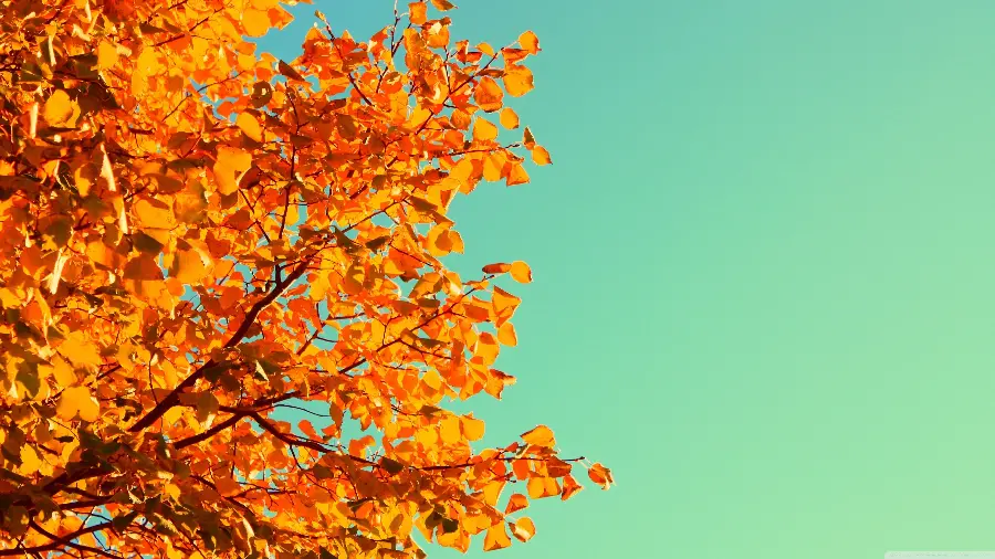 Autumn tree photo with a simple background for text photos and PowerPoint covers 