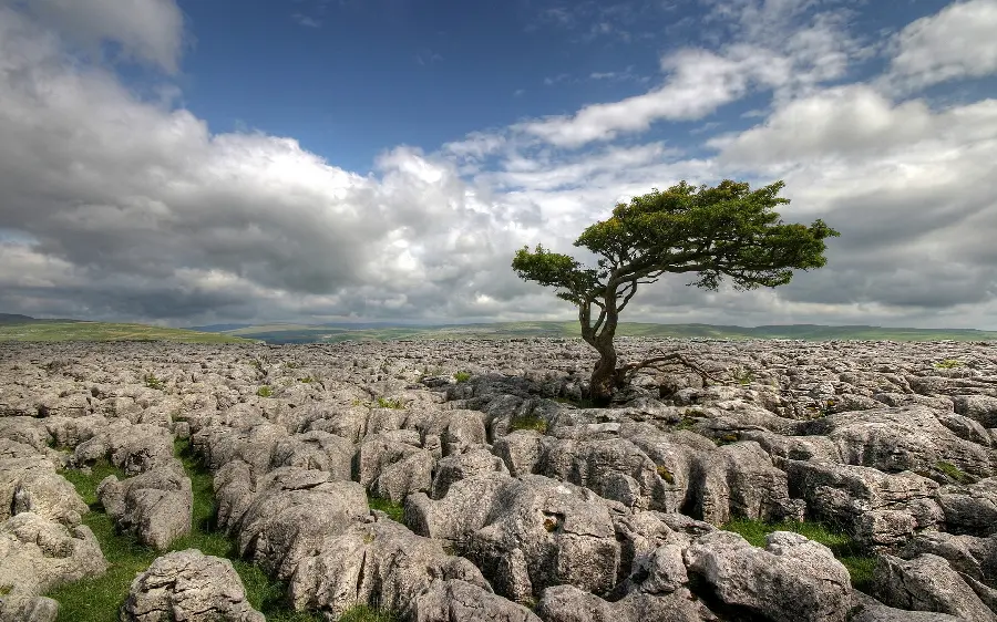 Download Tree Photo on Dry Land with Blue Sky for Wallpaper 