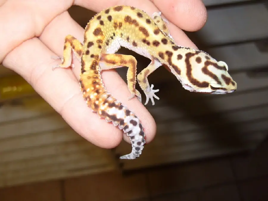 Close-up photo of a baby leopard gecko in human hands