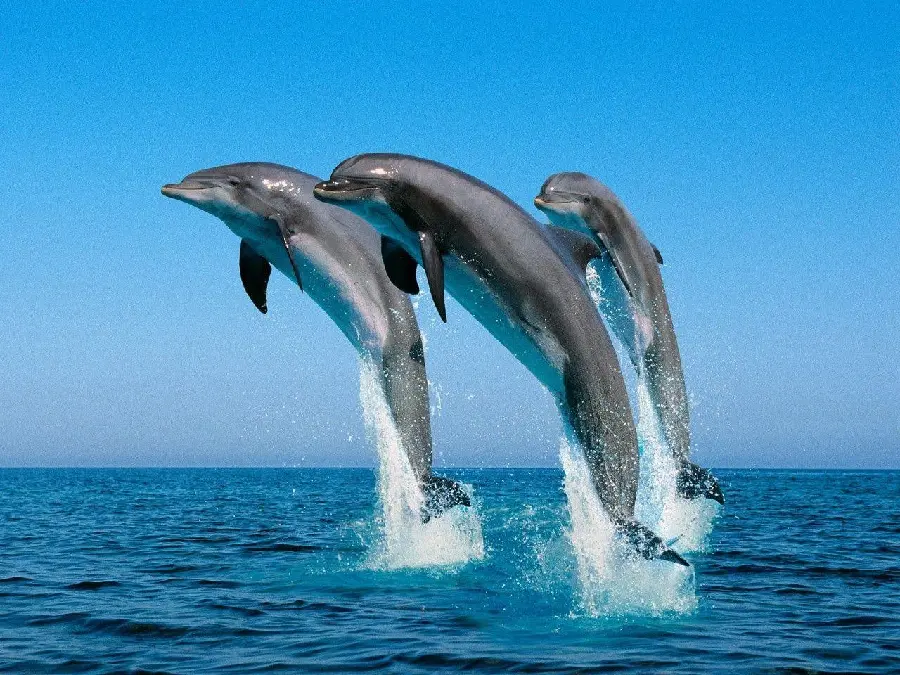 Lovely Dolphins Jumping in Harmony Stock Photo