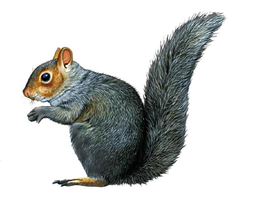 The best real squirrel image dried transparent in PNG format 