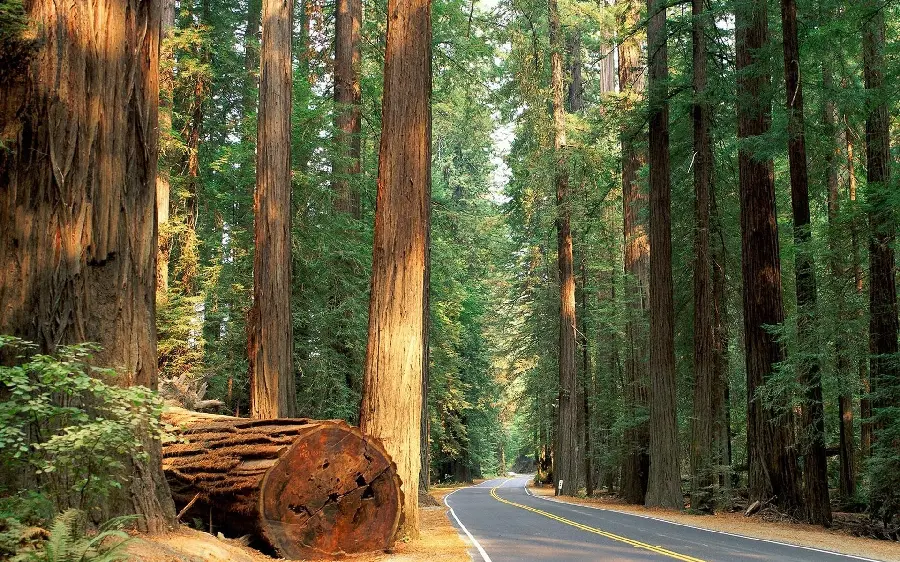 A high-quality background image of pristine nature with a narrow road