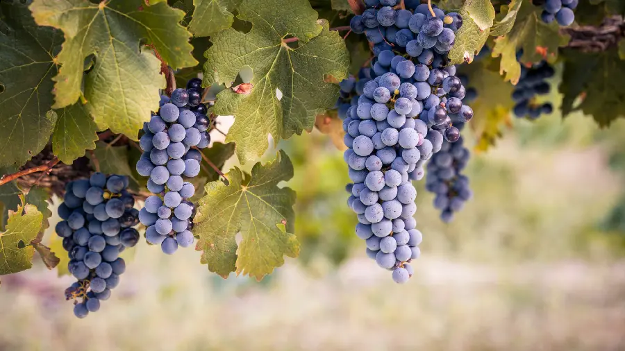 Special wallpaper of Shani or Shahani grapes, black seeds and large and sweet seeds, HD quality
