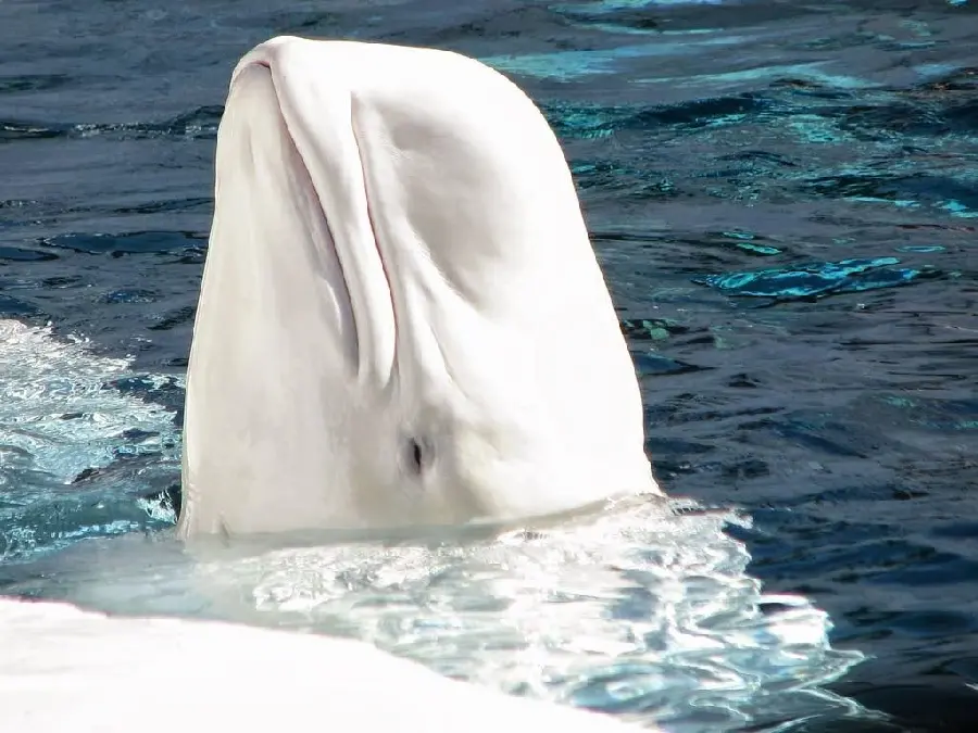 High quality stock of the majestic and huge Beluga whale for printing