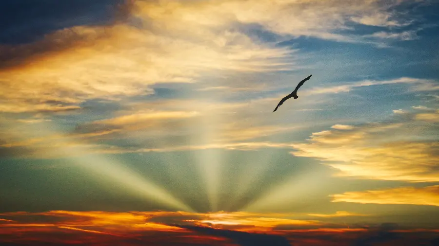 Amazing background photo of a free bird for wall poster printing