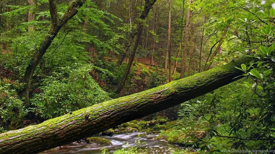 A very beautiful wallpaper of a broken tree trunk in a green and rainy forest