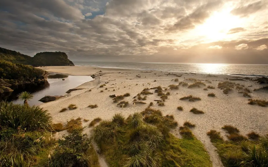 Unique photo of grass vegetation growing on the beach