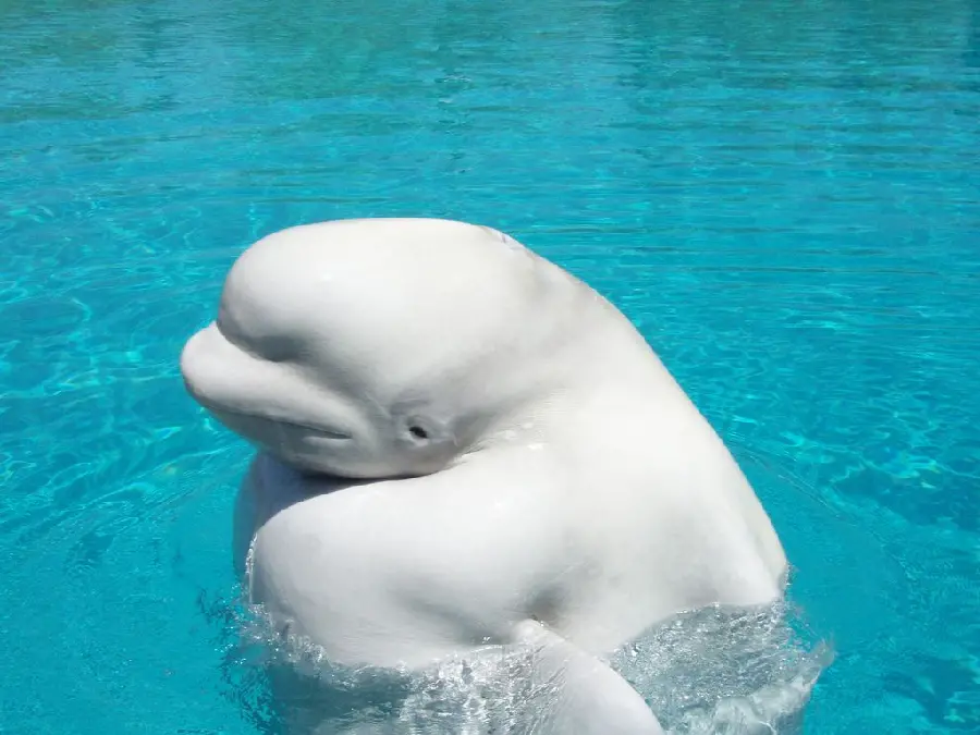 Funny and interesting background of a real Beluga whale in the water