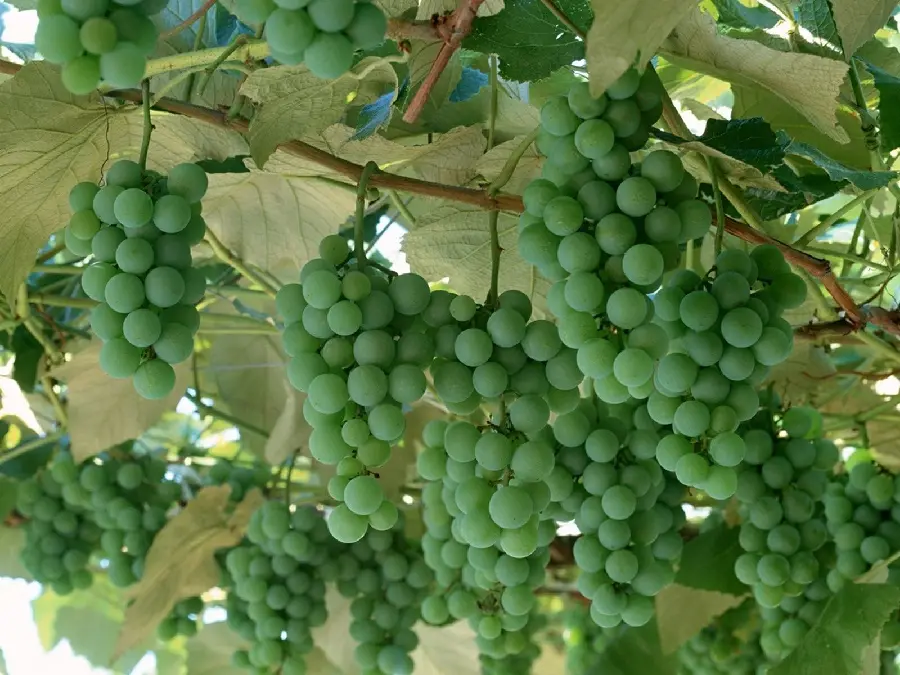 Wallpaper of unripe green grapes on a tree in high resolution