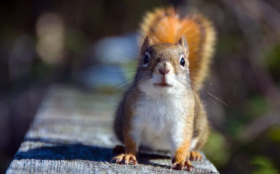 Special and attractive red squirrel wallpaper for wall poster printing
