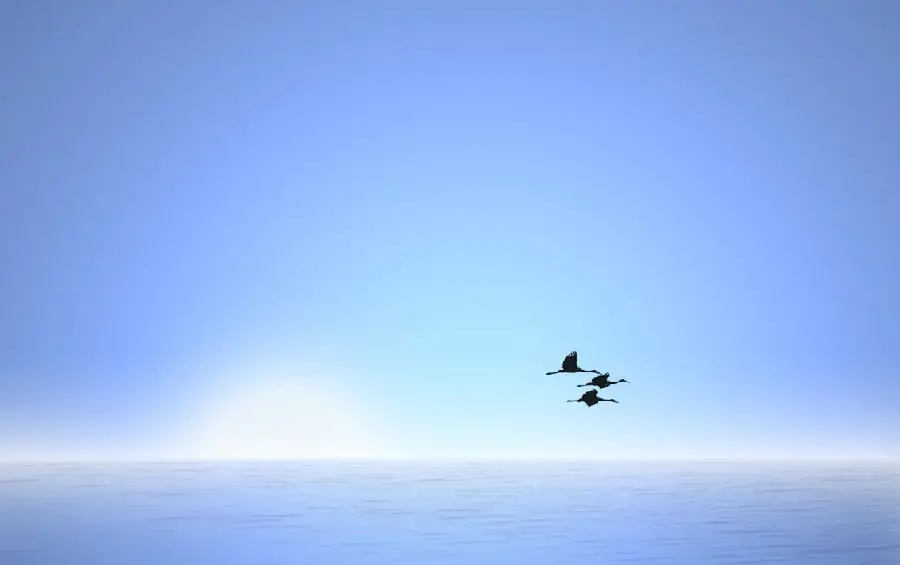Download high quality wallpaper of birds In the blue sky