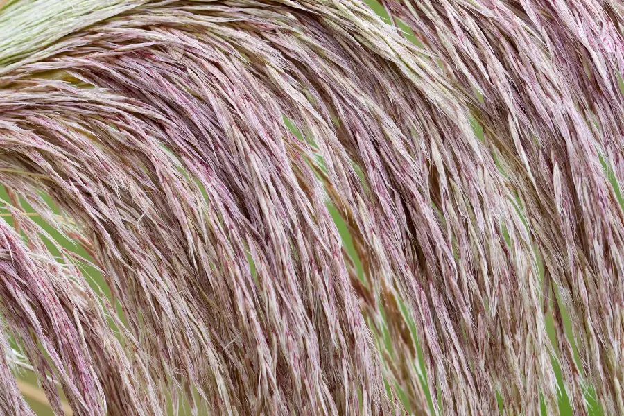 Wallpaper for tablet taken from a very close view of the pampas plant