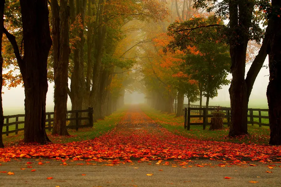 Red autumn leaves wallpaper with the sound of rustling dry leaves on the streets around the city 