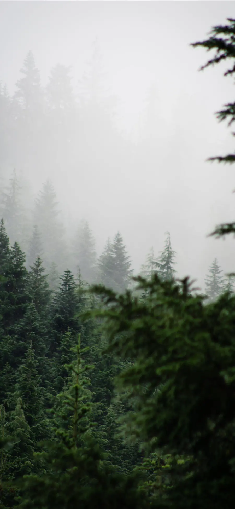 Image of a lush green space for camping and recreation HD 