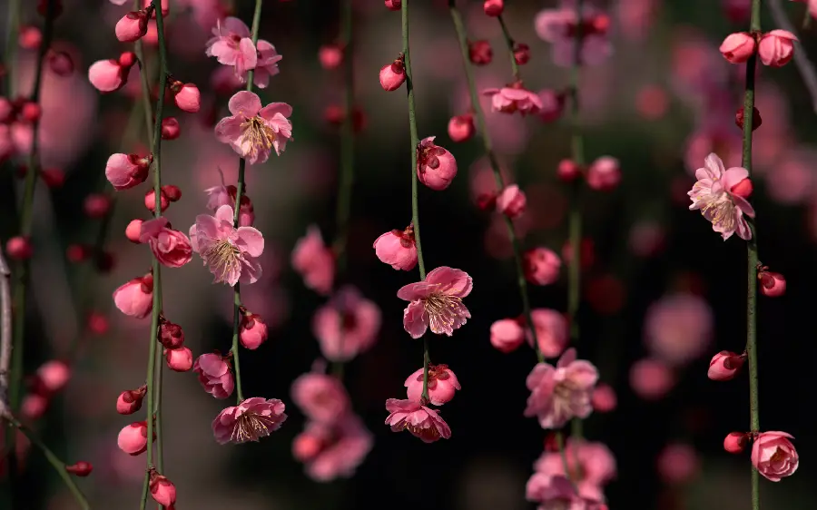 Very beautiful photo of pink blossoms in the background of the folio