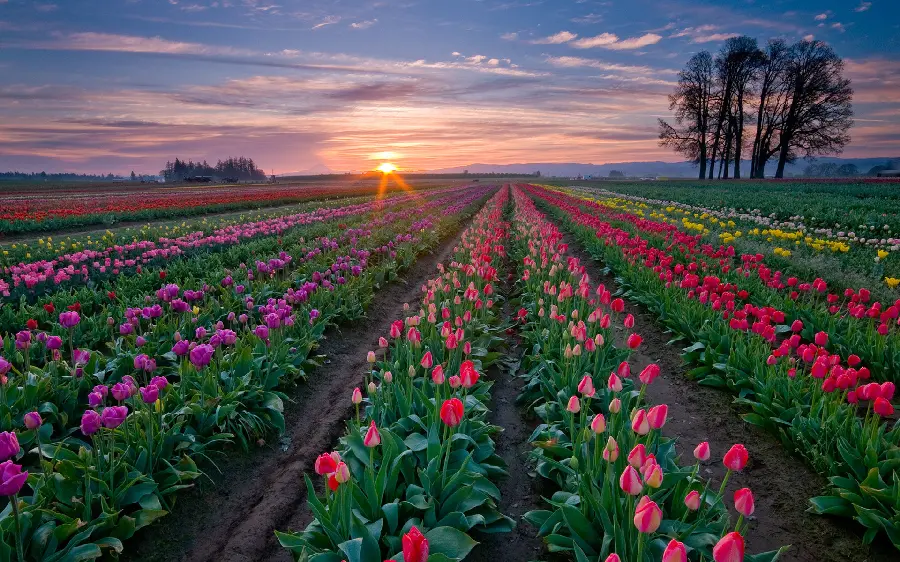 Background image of nature landscape colorful and lush flowers