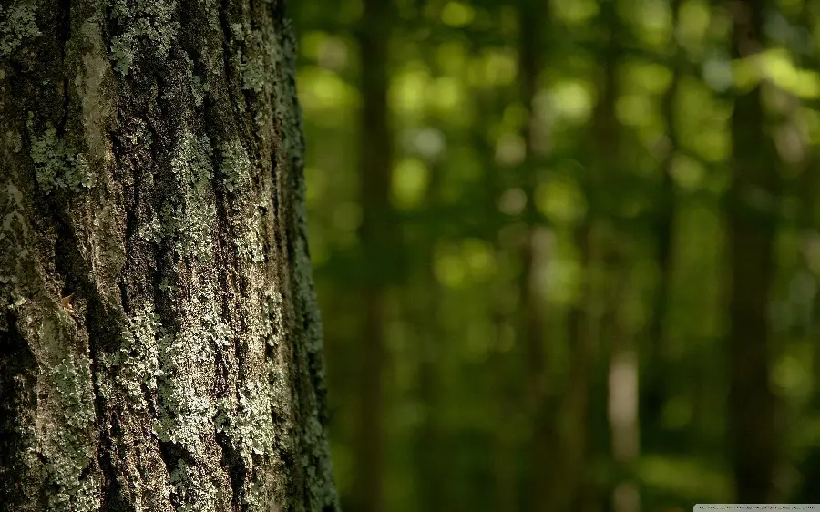 Tree trunk wallpaper for desktop in the background of the follo