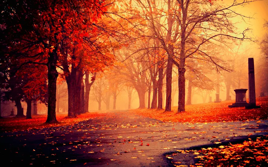 Stock photo of a colorful umbrella of forest trees, a fairy-tale atmosphere in a dreamy red autumn forest
