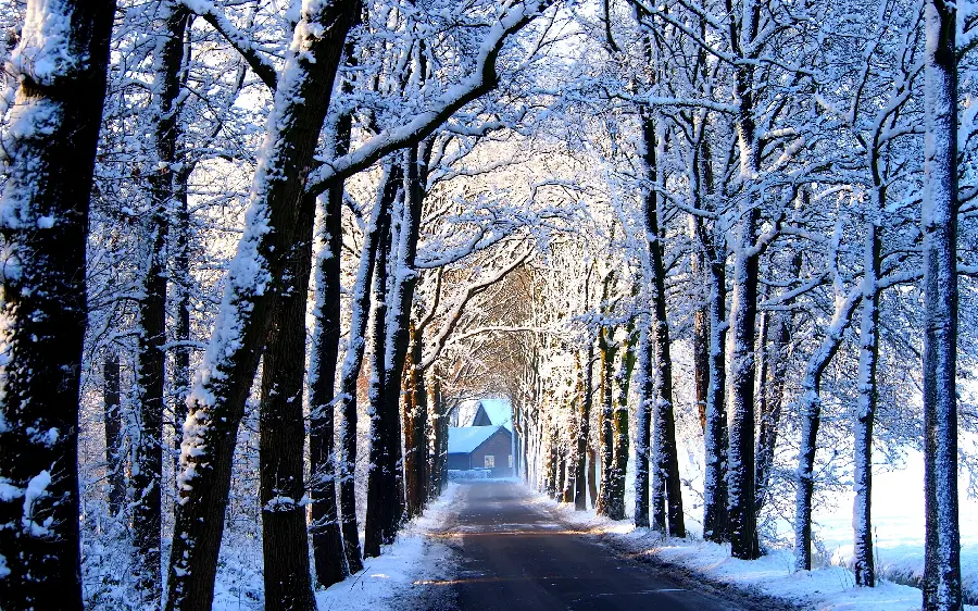 Picture of a cottage at the end of a tree-covered road in winter