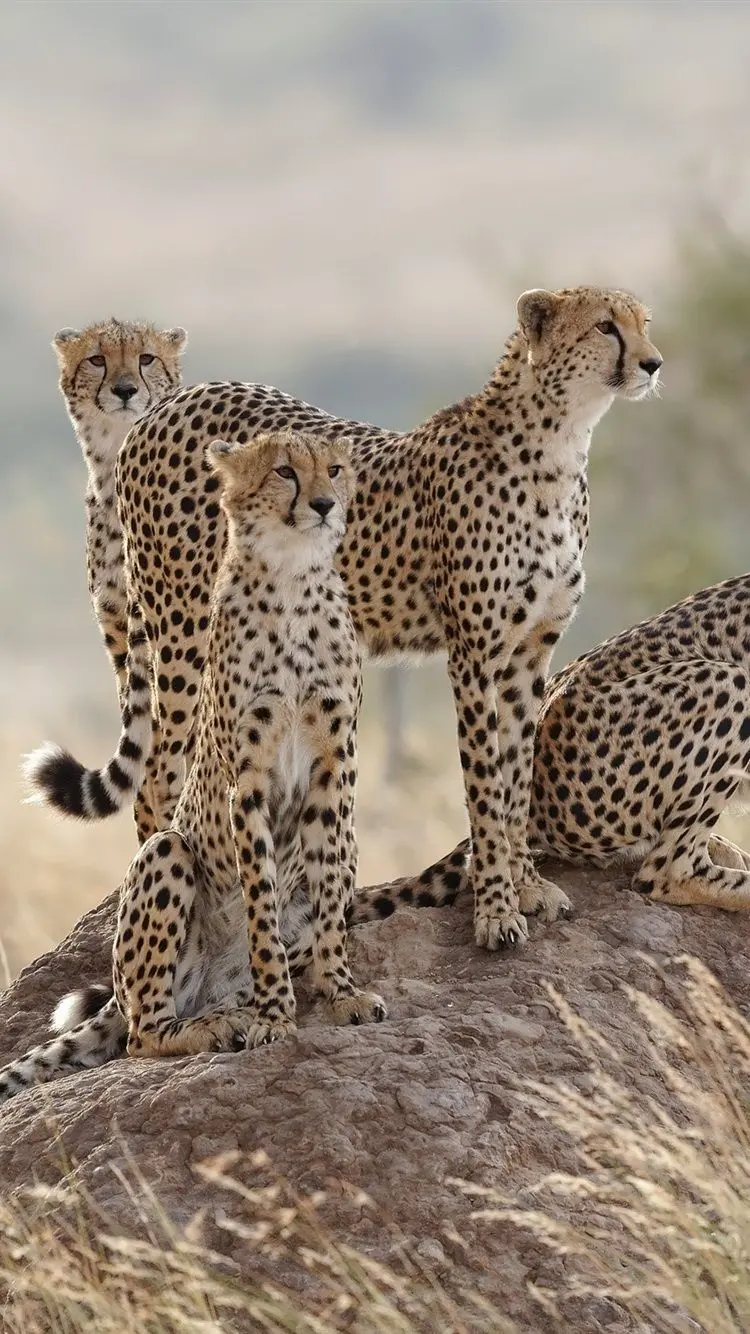 Background with a cheetah family design for a phone background