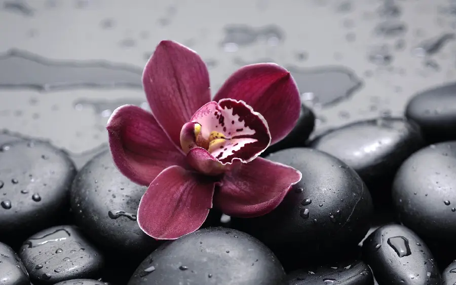 High resolution background of rain-damaged stones and orchids