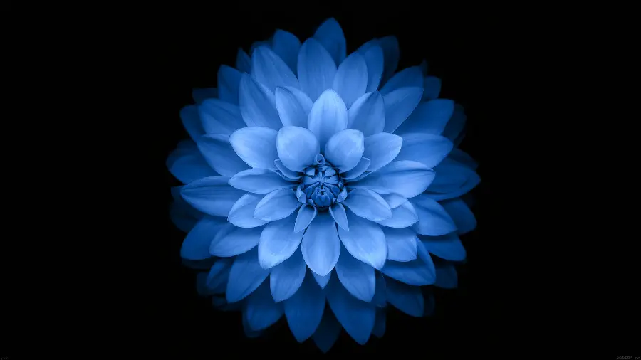 Special wallpaper of ice blue flowers on a black background for dark theme lovers