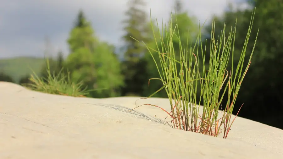 Download stock of grass Beach in nature with matte background