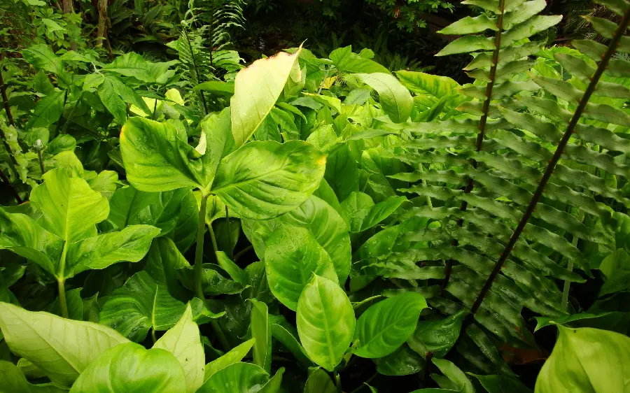 Close-up photo of green summer plants for the profile of agricultural students 