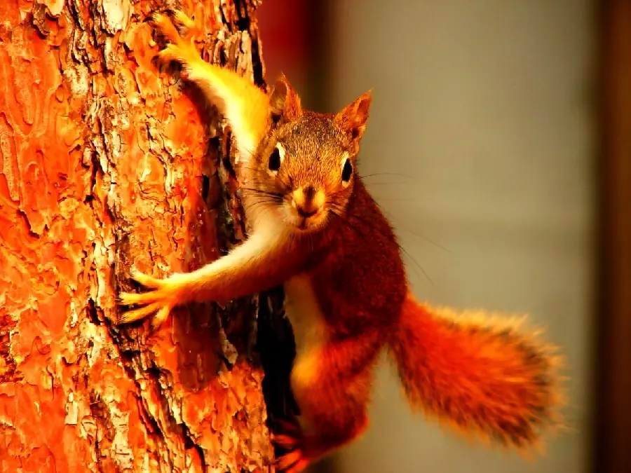 Wallpaper of one of the most beautiful species of rodents called red squirrel
