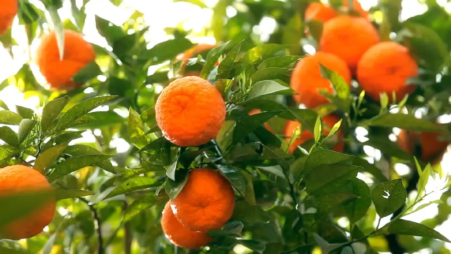 Stylish and beautiful photo of nature and tall tangerine trees
