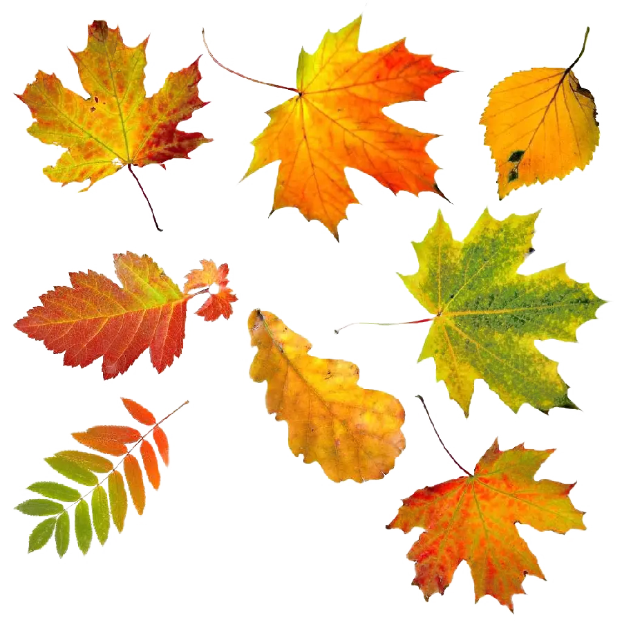 Download PNG image cut out of autumn leaves 