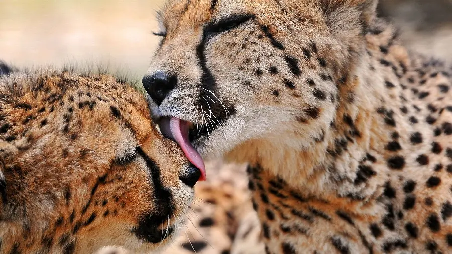 A rare image of a family of cheetahs licking each other