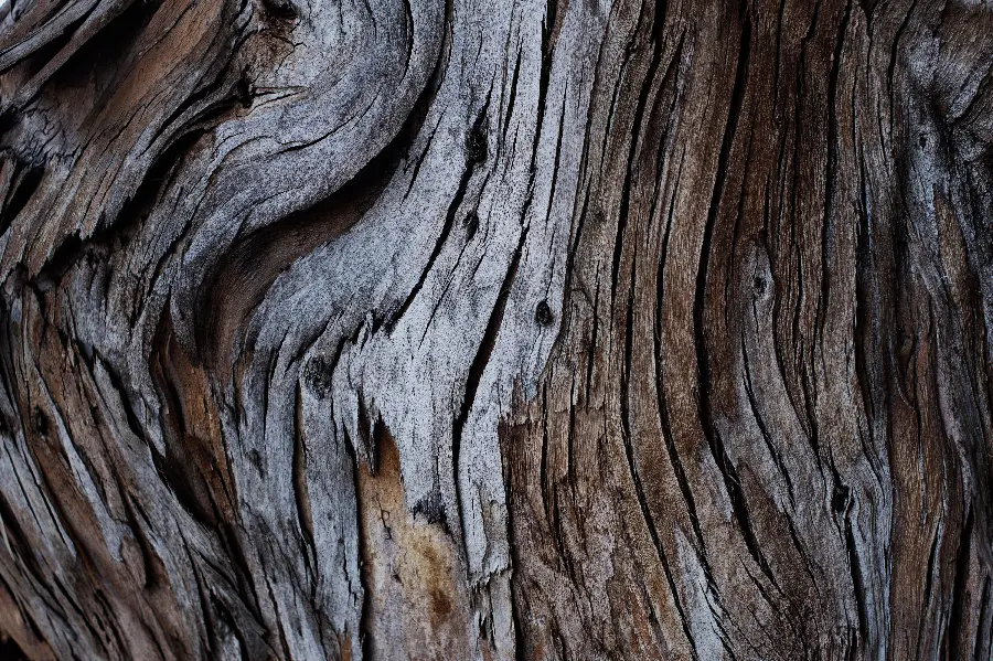 The strangest design on a real and incredible tree trunk with excellent quality 
