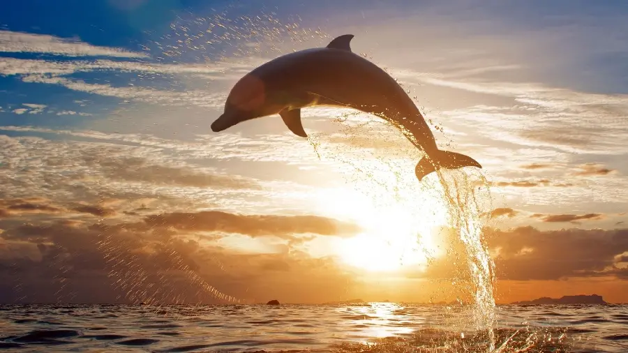Free download of desktop wallpaper of dolphin jump