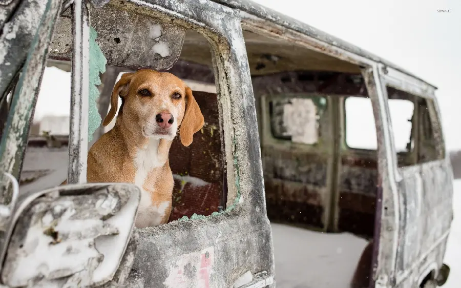 Photo Beautiful Beagle Dog in an Old and Frozen Car